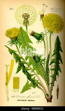 Abbildung: Taraxacum officinale 0 Stockfoto