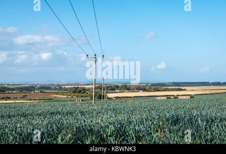 Linie von Stromkabelmasten über eine Feldfrucht von Lauch am sonnigen Herbsttag Blick auf Firth of Forth, East Lothian, Schottland, Großbritannien Stockfoto