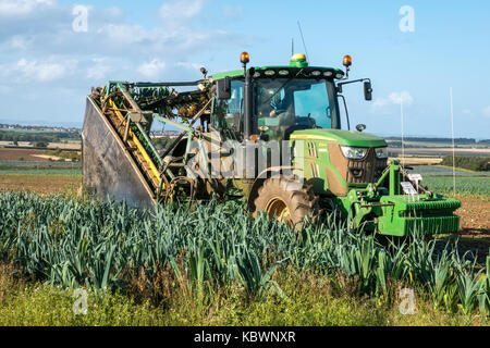 Nahaufnahme eines Mannes, der einen Traktor fährt und Lauch erntet, East Lothian, Schottland, Großbritannien Stockfoto