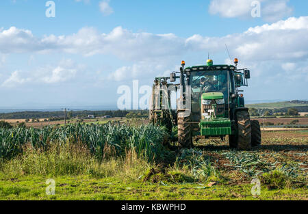 Mann, der einen Traktor fährt, der Lauch erntet, East Lothian, Schottland, Großbritannien Stockfoto