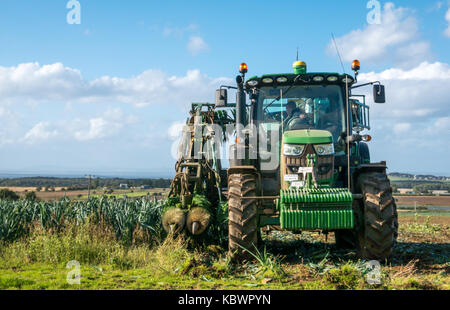 Nahaufnahme eines Mannes, der einen Traktor fährt und Lauch erntet, East Lothian, Schottland, Großbritannien Stockfoto