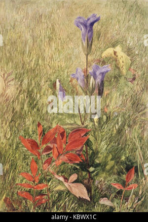 Brooklyn Museum Fringed Enziane John Henry Hill insgesamt Stockfoto