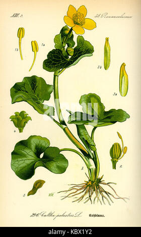 Abbildung: Caltha palustris 0 Stockfoto