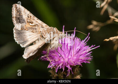 Nach des Tages fliegen Silber Y Moth, Autographa gamma, Fütterung, auf flockenblume Centaurea nigra Stockfoto