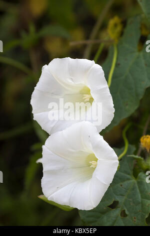 Weiß Trompete Blumen der grassierenden, Verunkrautung, hady Klettern bindweed, Calystegia sepium Stockfoto