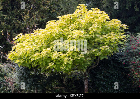 Goldgelbe Blätter der exotischen Zierpflanzen Indian Bean tree, Catalpa bignonioides 'Aurea' Stockfoto