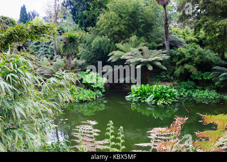 Große leaved exotische Pflanzen von Baumfarne, Gunnera, Bambus und Trachycarpus undulata im Dschungel bei Heligan, Cornwall, Großbritannien Stockfoto