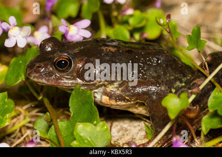 UK common Frog, Rana temporaria, in der Vegetation an der Seite von einem Gartenteich