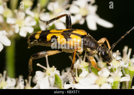 Nach spotted Longhorn Beetle, Rutpela maculata, Fütterung auf umbellifer Blumen Stockfoto