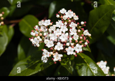 Weiß Herbst Blumen Der laurustinus winterharte immergrüne Strauch, Viburnum tinus, gewachsen, wie eine Hecke Stockfoto