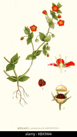 133 Anagallis arvensis Stockfoto