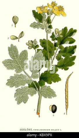 Chelidonium majus, allgemein bekannt als der große Celandin, ist eine Pflanzenart mit medizinischen Eigenschaften, die historisch für verschiedene Behandlungen verwendet wird. Stockfoto