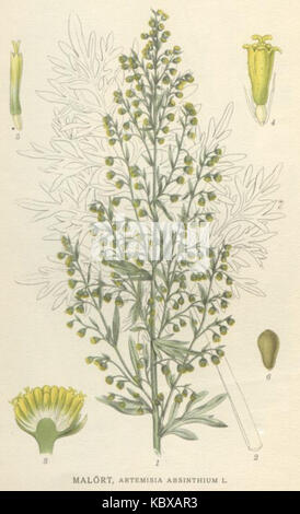 Artemisia Absinthium NF Stockfoto
