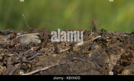 Ameisen in der Natur. Teamwork: Schwarze und rote Ameisen auf Holz- Oberfläche mit Steinen. Ameisen marschieren auf einem Zweig Stockfoto