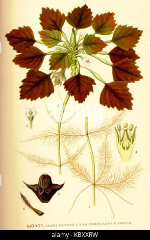 Trapa natans Stockfoto