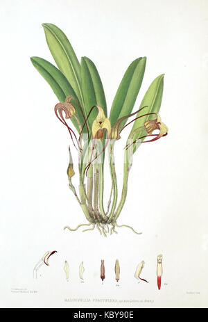 Die Gattung Masdevallia Masdevallia Woolward fractiflexa Stockfoto