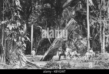 Das Monolito Quirigua ist eine alte Maya-Stele aus dem Jahr 1890 in Quirigua, Guatemala, bekannt für ihre detaillierten Schnitzereien, die Maya-Herrscher und bedeutende historische Ereignisse darstellen. Stockfoto
