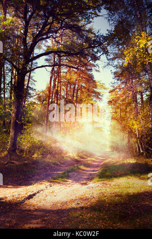 Kunst schöne herbstliche Waldlandschaft mit Straße im Sonnenuntergang Stockfoto