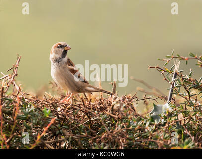 Männliche Haussperling (Passer domesticus) auf der Oberseite des Hedge gehockt Stockfoto