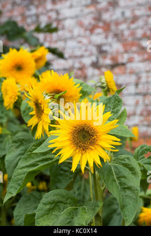 Helianthus annuus. Sonnenblumen gegen eine Rote Wand. Stockfoto