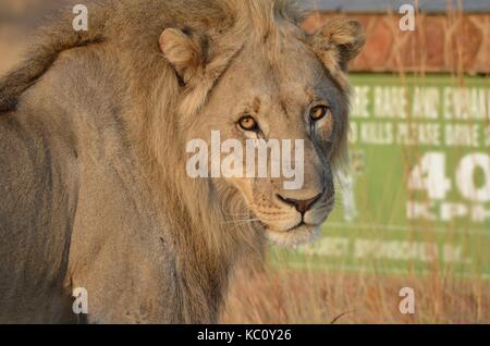 Einsamer junger männlicher Löwe (Panthera leo) mit seinem schäbigen Mähne Blick über seine Schulter - Pilanesberg National Park, Südafrika Stockfoto