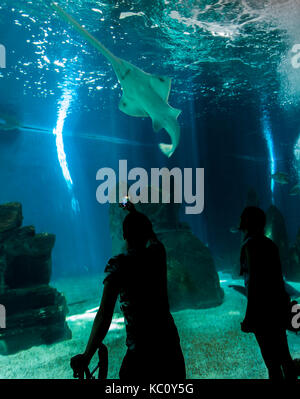 Genua, Italien - Juni 2, 2015: Nicht identifizierte Personen in Genua Aquarium. Das Aquarium von Genua ist das größte Aquarium in Italien und zu den größten in der EU Stockfoto