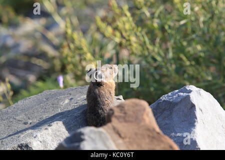 Pika Glacier np Montana usa Stockfoto