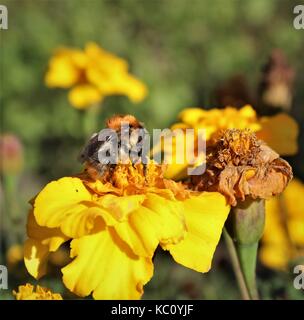 Bienen Nektar sammeln von Ringelblume Knospe Stockfoto