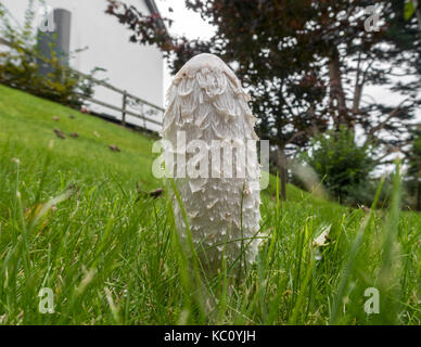 Shaggy Ink Cap inkcap Pilz, Rechtsanwälte Perücke, Coprinus comatus, einer wilden essbaren Pilz wächst auf einem Rasen im Garten Stockfoto