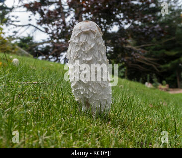 Shaggy Ink Cap inkcap Pilz, Rechtsanwälte Perücke, Coprinus comatus, einer wilden essbaren Pilz wächst auf einem Rasen im Garten Stockfoto