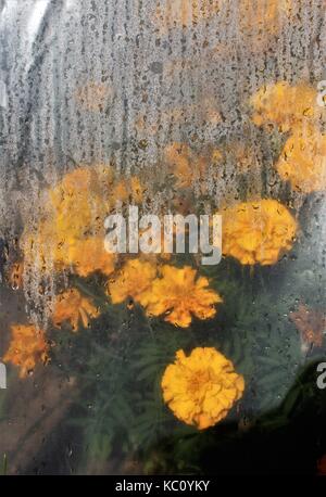 Ringelblumen im Gewächshaus Stockfoto