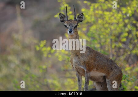 Klipsringer Antilopen stehen stolz auf einem Felsen in Pilanesberg National Park - Südafrika Stockfoto