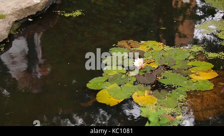 Schöne Blumen und Blätter im Sumpf. Der Sumpf Lotus. Blumen und Blätter in See. Grünen Sumpf, wo die Pflanze schwimmt. ite Lotus Blume mit gelben Pollen und grüne Blätter im Teich Blume Hintergrund Lotus Blume für wallpape. Pflanzen und Sumpf Stockfoto