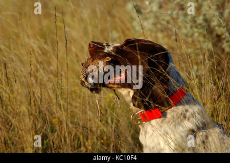 Ein Jäger nimmt eine Bobwhite Wachtel aus seinem Springer Spaniel Retriever Hund bei der Jagd in der Nähe von spofford Texas Stockfoto