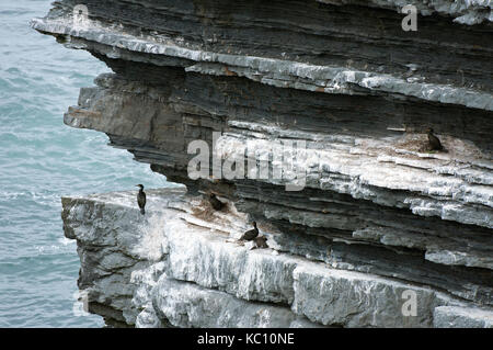 Kormorane (Phalacrocorax carbo) auf den Klippen, Loop Head Halbinsel, County Clare, Irland Stockfoto