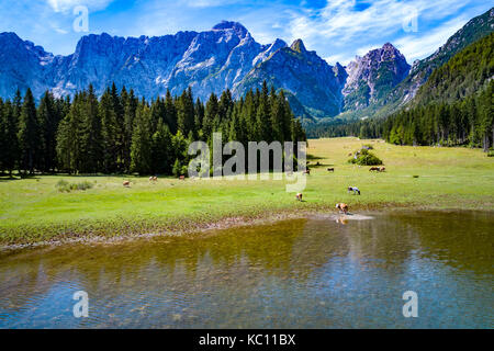 Pferde auf der grünen Wiese grasen. See Lago di Fusine superiore Italien Alpen. Stockfoto