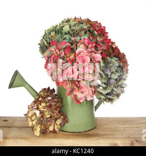 Anordnung der Verblassen und getrocknete Hortensien Blumen in einer Gießkanne auf rustikalem Holz vor einem weißen Hintergrund Stockfoto