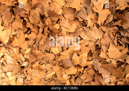 Herbst Teppich in den Wald aus trockenen Ahornblätter Stockfoto