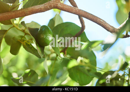 Eine Avocado Gemüse hängen an Ast an sonnigen Licht Tag Stockfoto