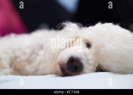 Nahaufnahme von flauschigen weißen Pudel Hund schlafend auf dem Bett Stockfoto