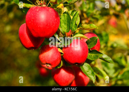 Ein Bündel leuchtend rote Äpfel auf einem Baum in einem Obstgarten Stockfoto