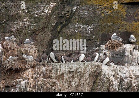 Gemeinsame trottellummen (Uria aalge) und die dreizehenmöwe (Rissa tridactyla) auf dem Nest, Skellig Michael Insel, County Kerry, Irland Stockfoto