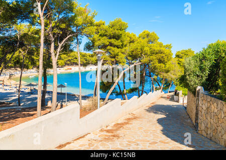 Fußweg zum Strand mit grünen Pinien in Primosten, Dalmatien, Kroatien Stockfoto