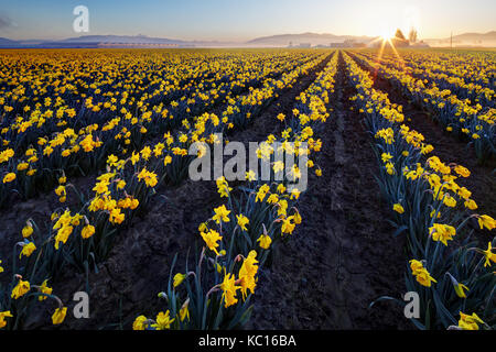 Narzisse Feld, Skagit Valley, Mount Vernon, Washington State, USA Stockfoto