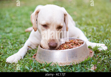 Labrador Essen aus Metall Schüssel auf grünem Gras blur Hintergrund. Nahaufnahme der hungrigen Labrador Hund Stockfoto