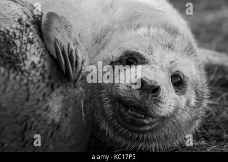 Junge neu geboren graue SEAL Pup an Donna Nook nationalen Naturpark in Lincolnshire, Großbritannien Stockfoto