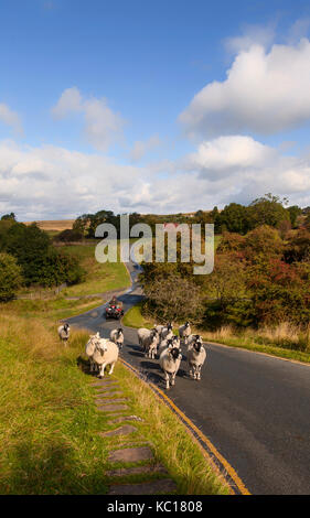 Hirten auf einem Quad fahren Schafe entlang einer Landstraße, Goathland, Yorkshire, England Stockfoto