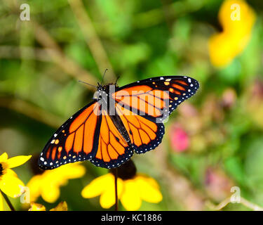 Monarchfalter (danaus Plexippus) Fütterung auf gelben Kegel Blumen im Garten. Stockfoto