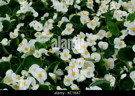 Weiß Begonien Blumen (begoniaceae) zum Verkauf im Gewächshaus. Stockfoto