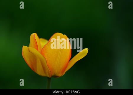 Eine einzelne gelbe und rote Tulpe in den Garten mit dunkelgrünem Hintergrund. Stockfoto